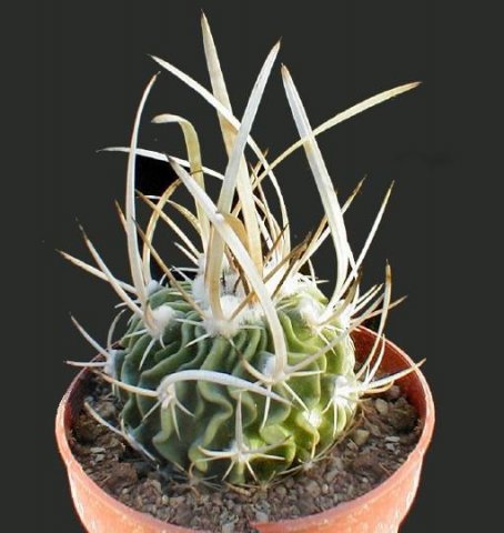 Echinofossulocactus_phyllacanthus_grandicornus